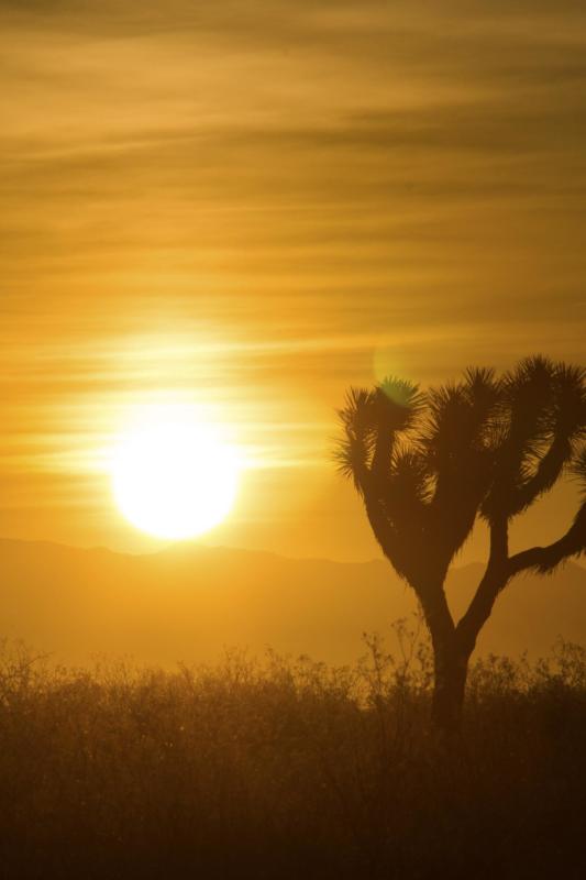 Sunrise Over Joshua Tree